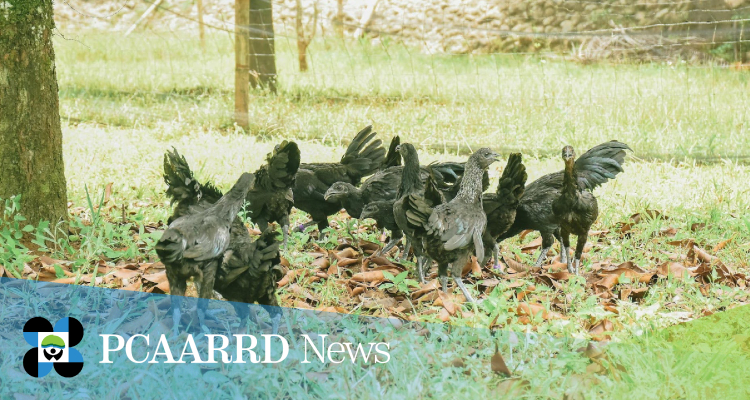 CSU’s black native chicken offers market potential